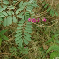 Tephrosia purpurea (L.) Pers.